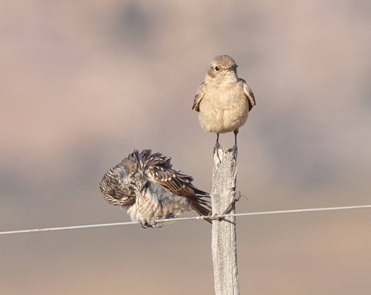 Chat Flycatcher - ML644370977