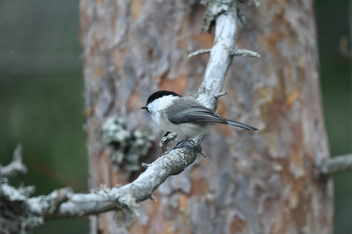 Mésange boréale - ML644370980