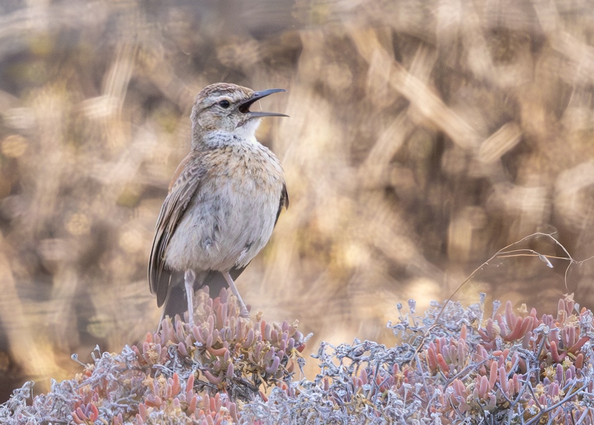 Karoo Long-billed Lark (Karoo) - ML644370992