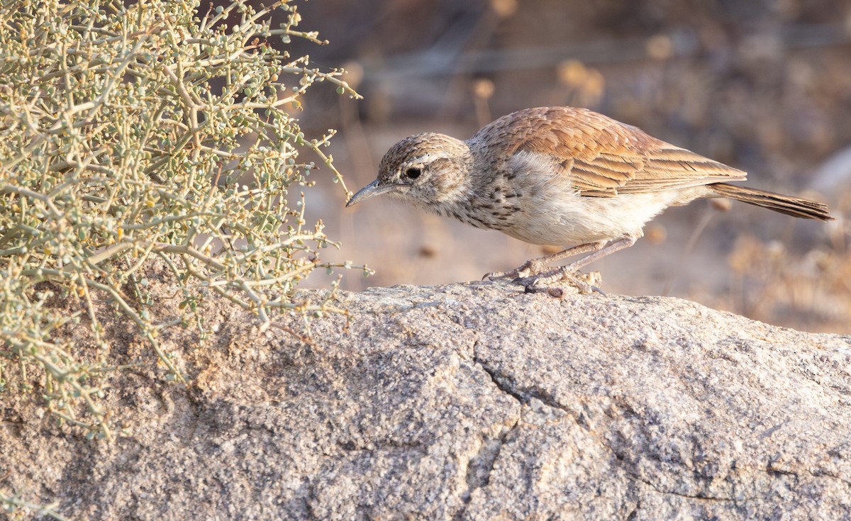 Karoo Long-billed Lark (Karoo) - ML644370993