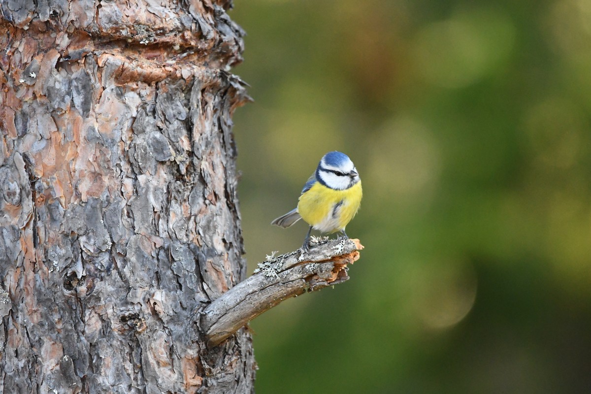Eurasian Blue Tit - ML644371004