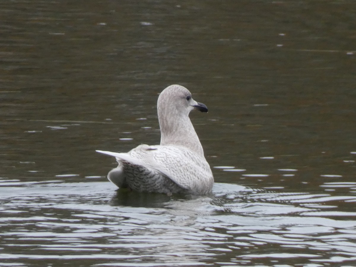 Goéland arctique - ML644371032