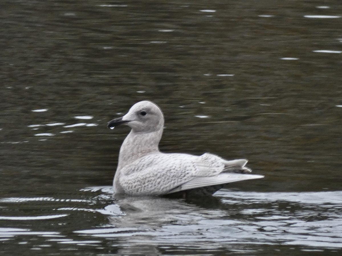 Goéland arctique - ML644371034