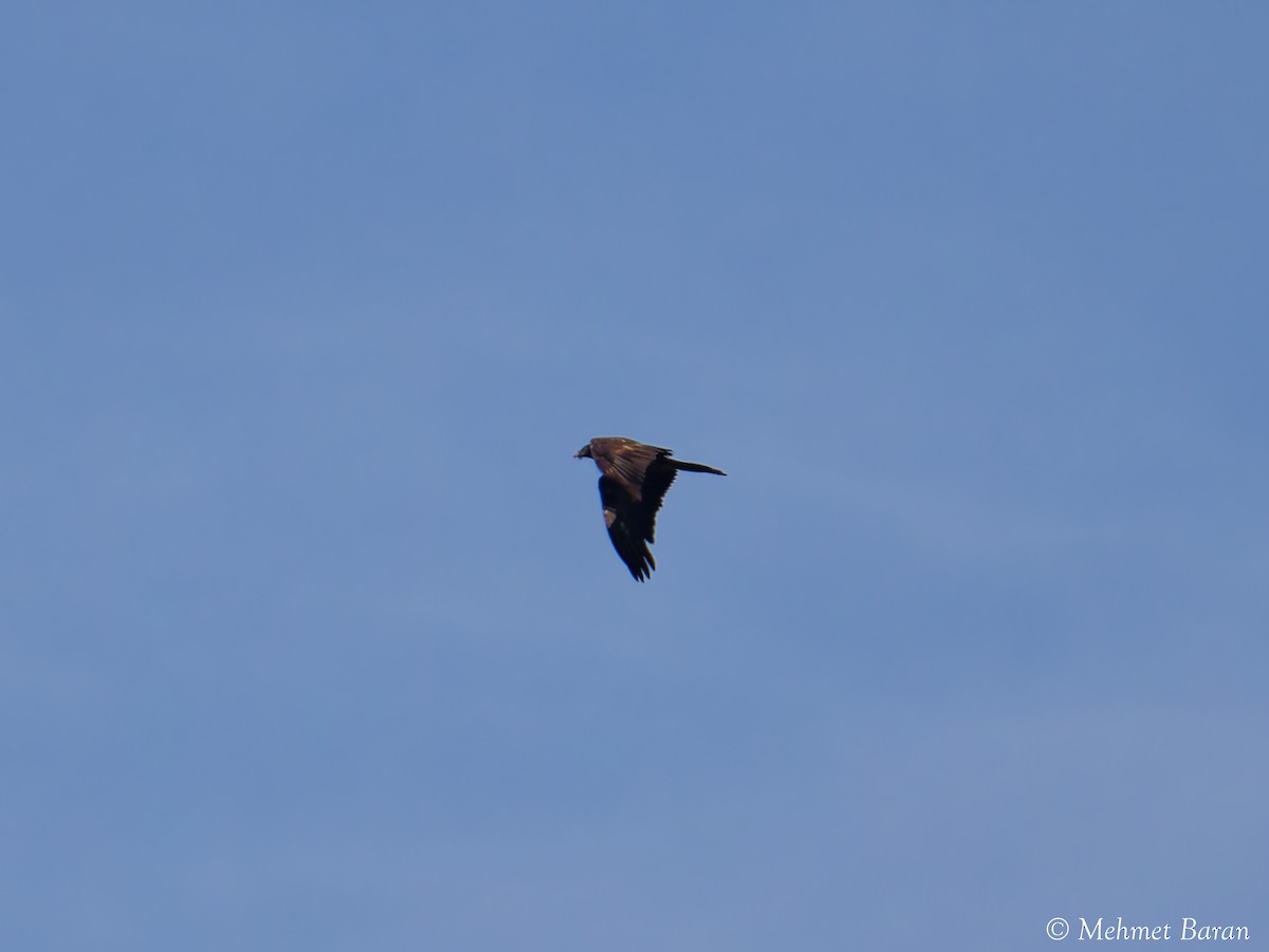 Sakallı Akbaba - ML644371062