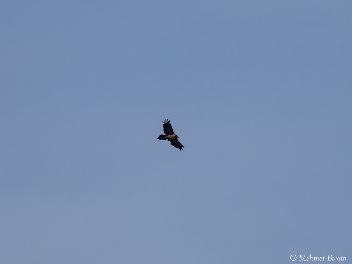 Sakallı Akbaba - ML644371063