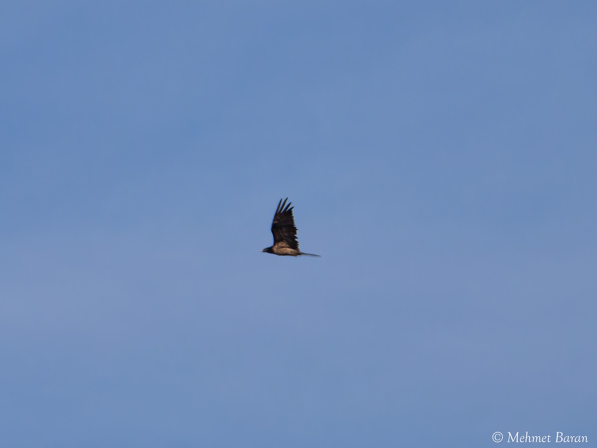 Sakallı Akbaba - ML644371064