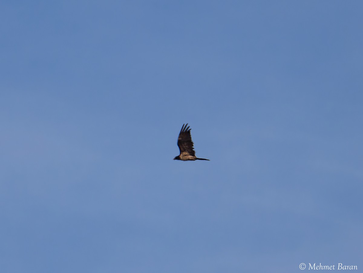 Sakallı Akbaba - ML644371065