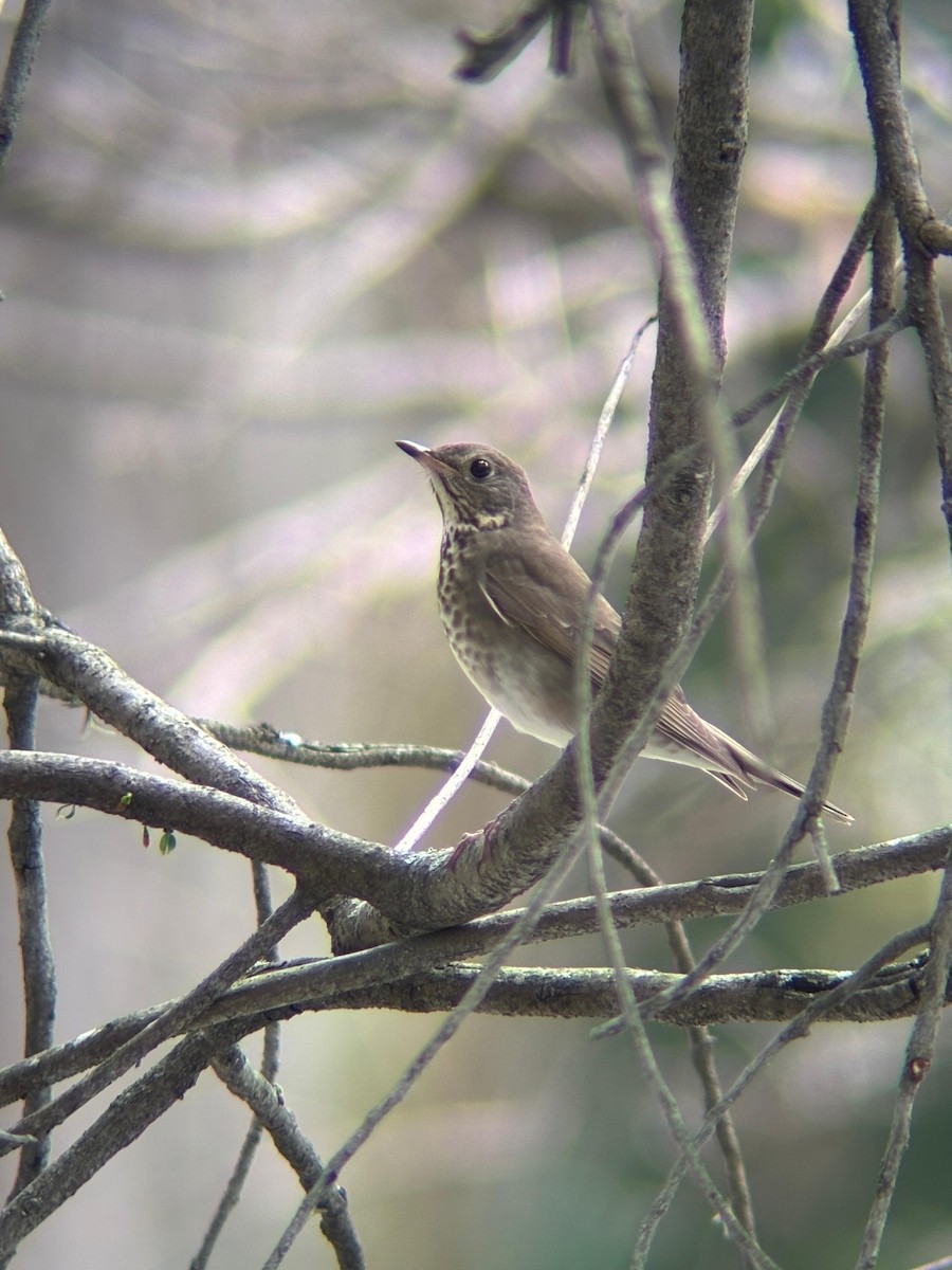 Grive à joues grises - ML644371070