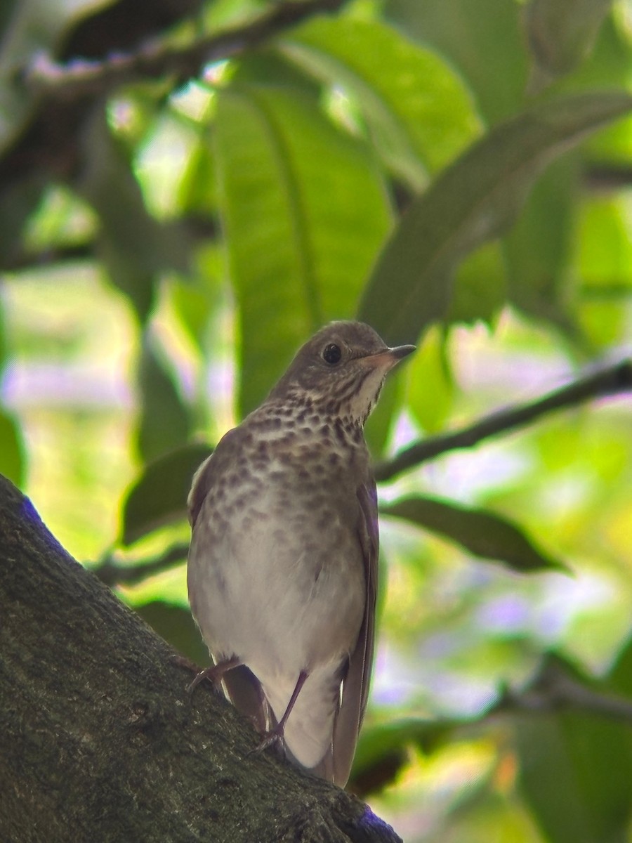 Grive à joues grises - ML644371079