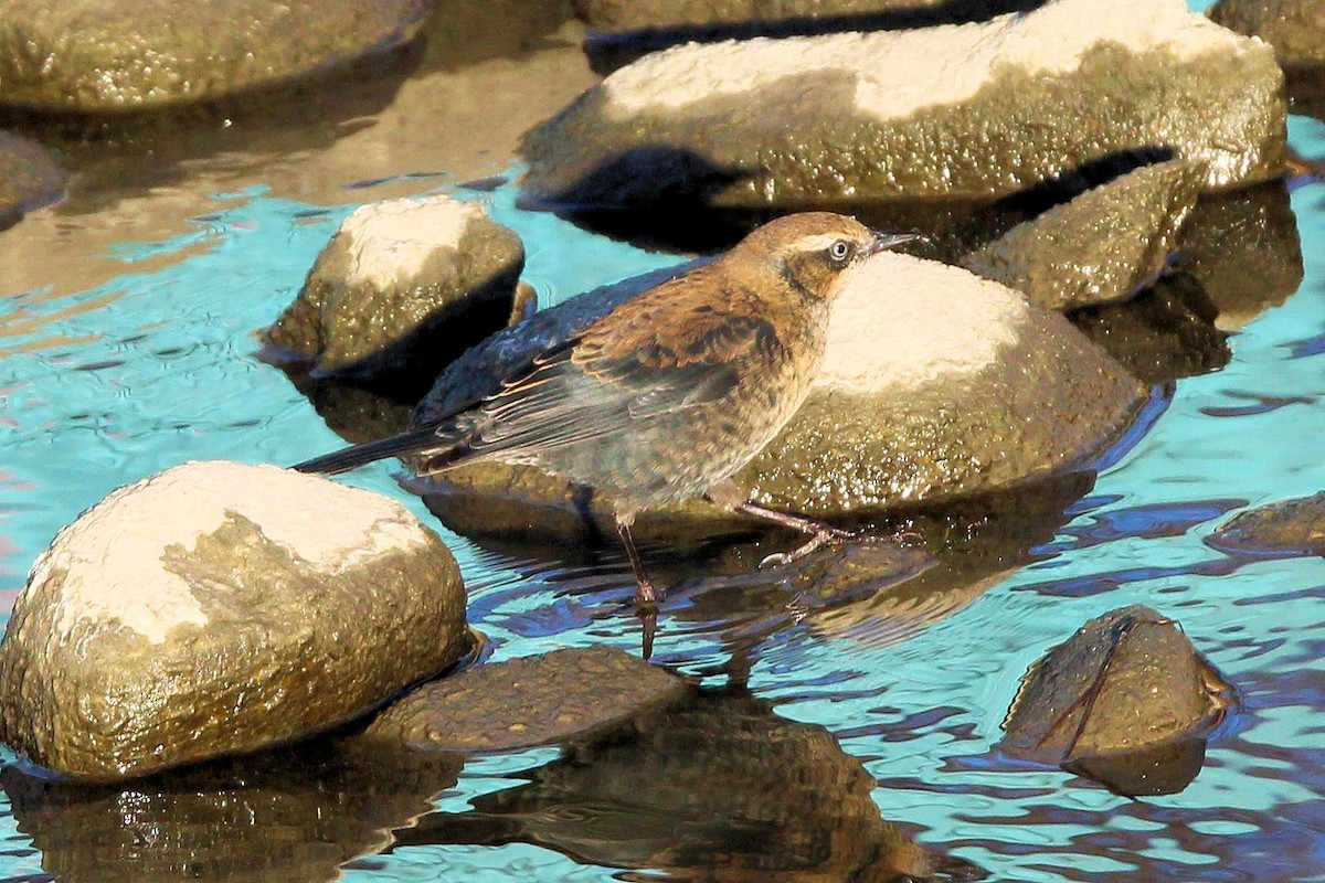 Rusty Blackbird - ML644371082