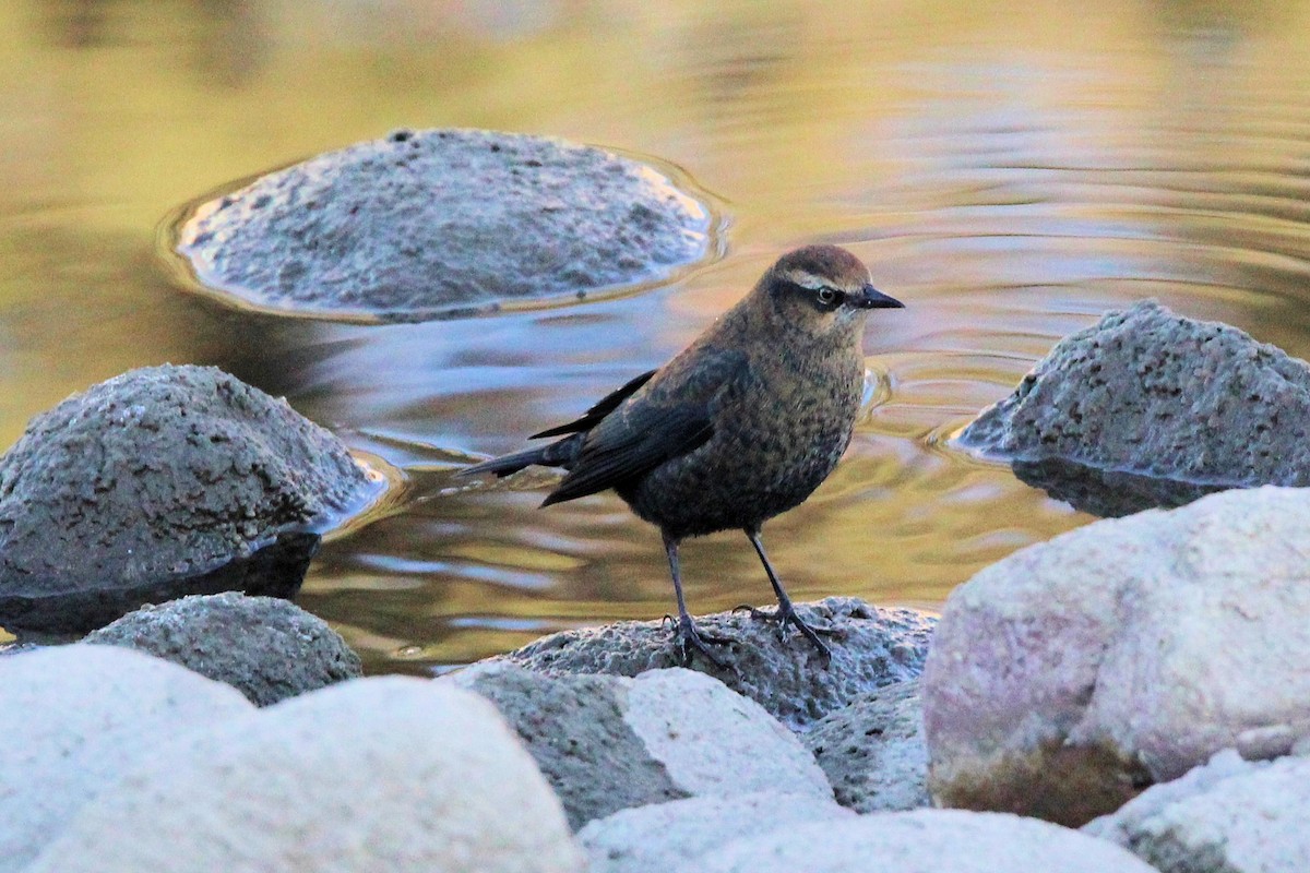 Rusty Blackbird - ML644371092