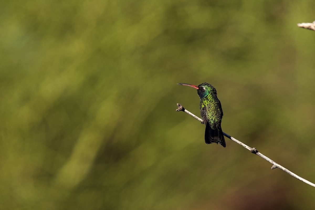 Broad-billed Hummingbird - ML644371097