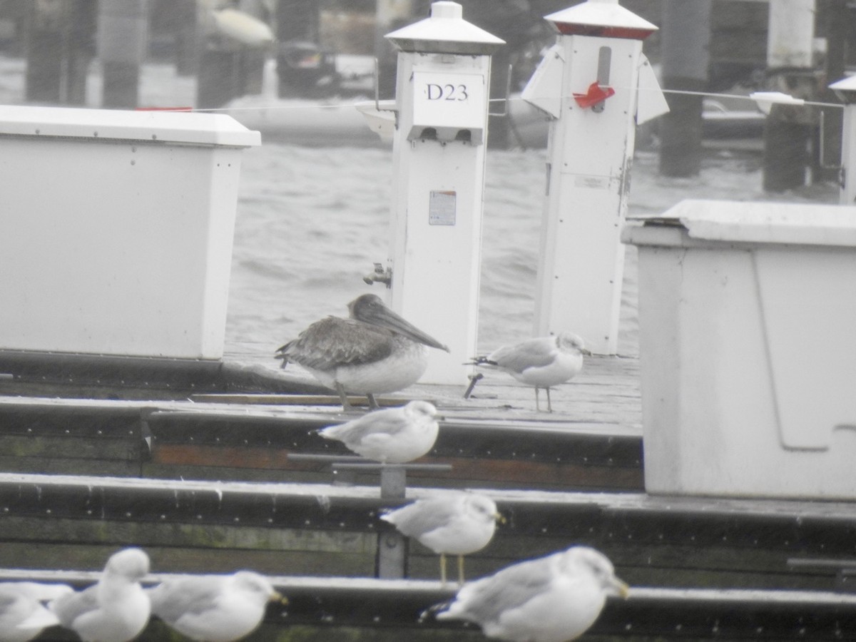 Brown Pelican - ML644371100