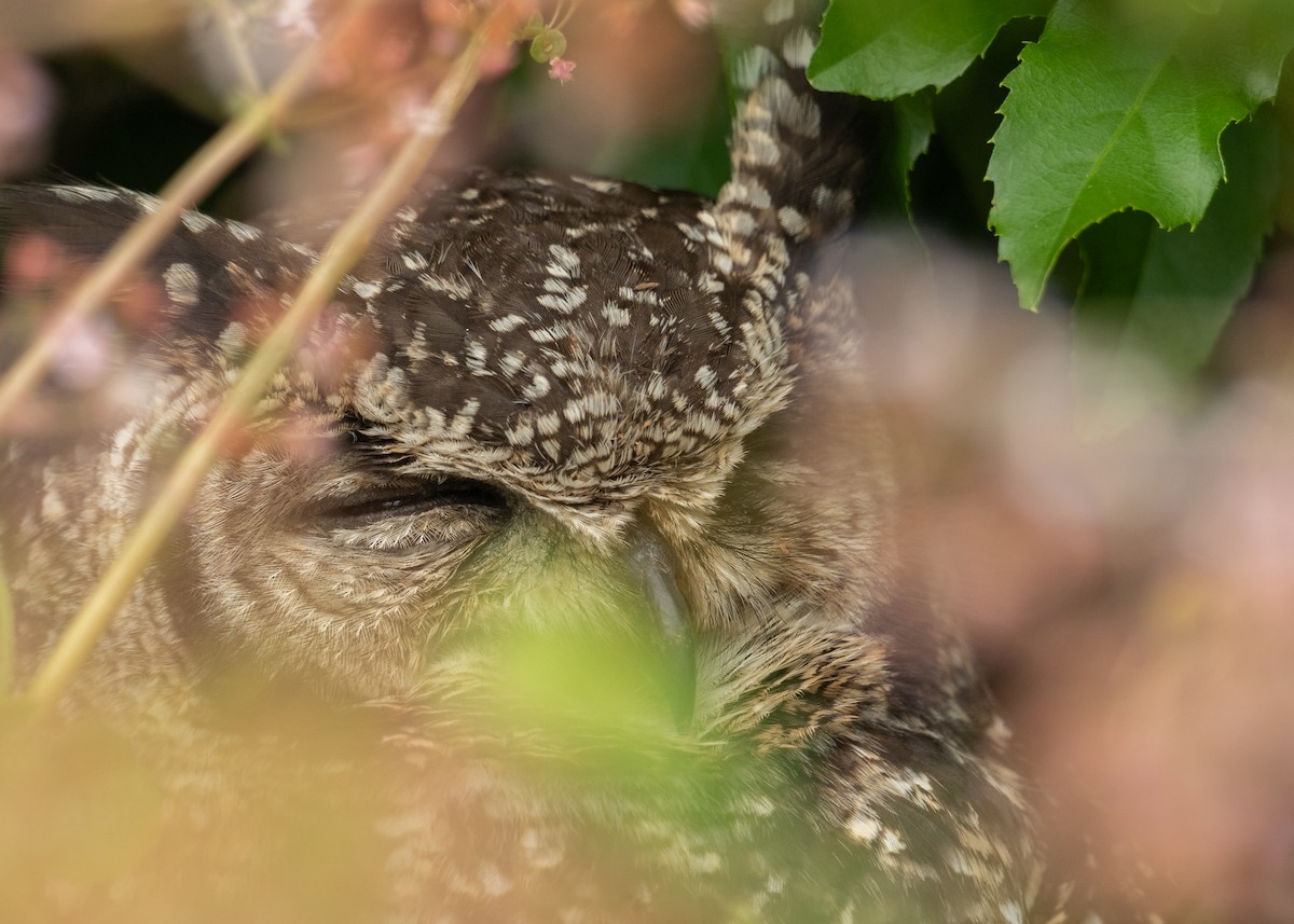 Benekli Puhu - ML644371105