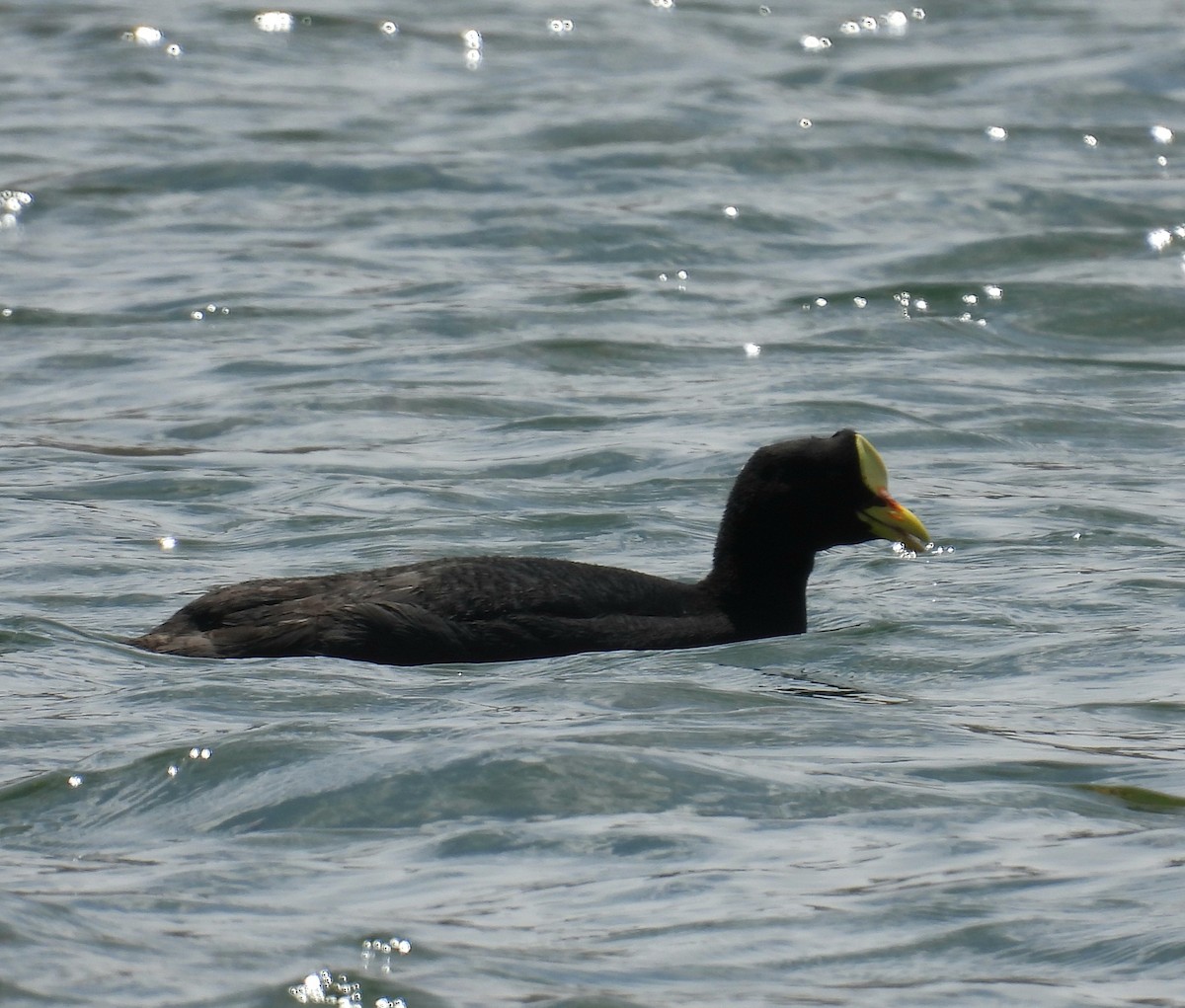 Foulque à jarretières - ML644371124