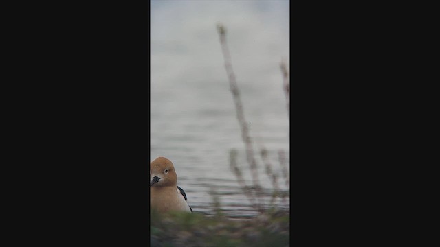 American Avocet - ML644371141