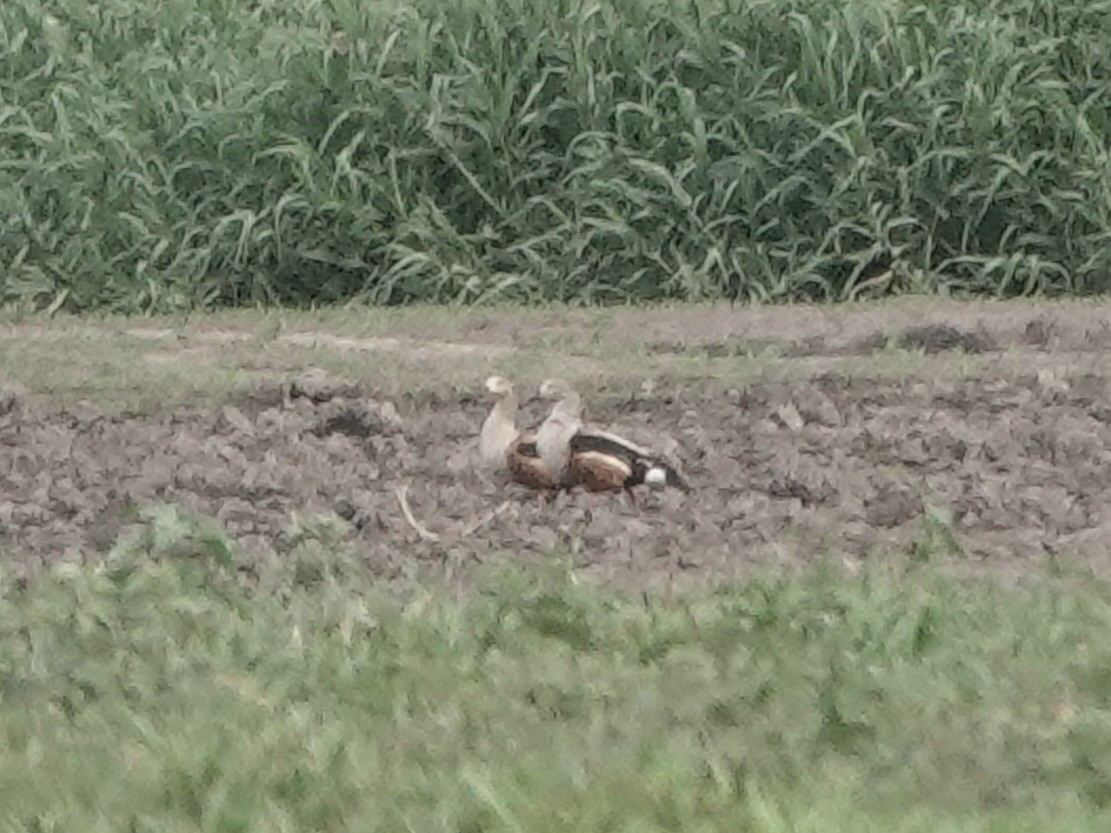 Orinoco Goose - ML644371144