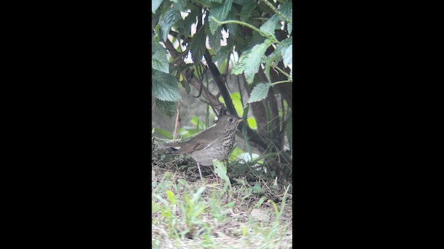 Gray-cheeked Thrush - ML644371158