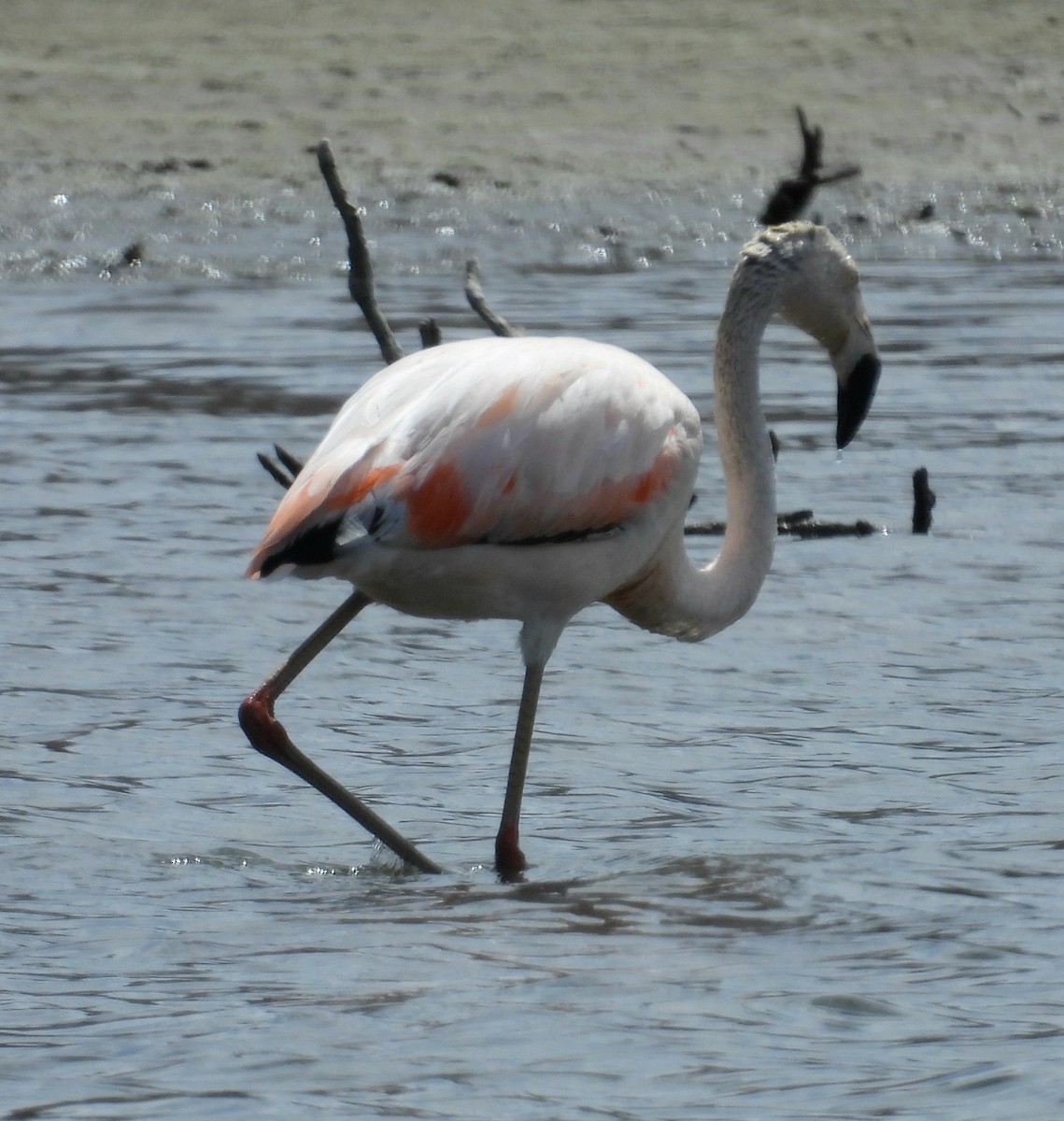 Chilean Flamingo - ML644371173