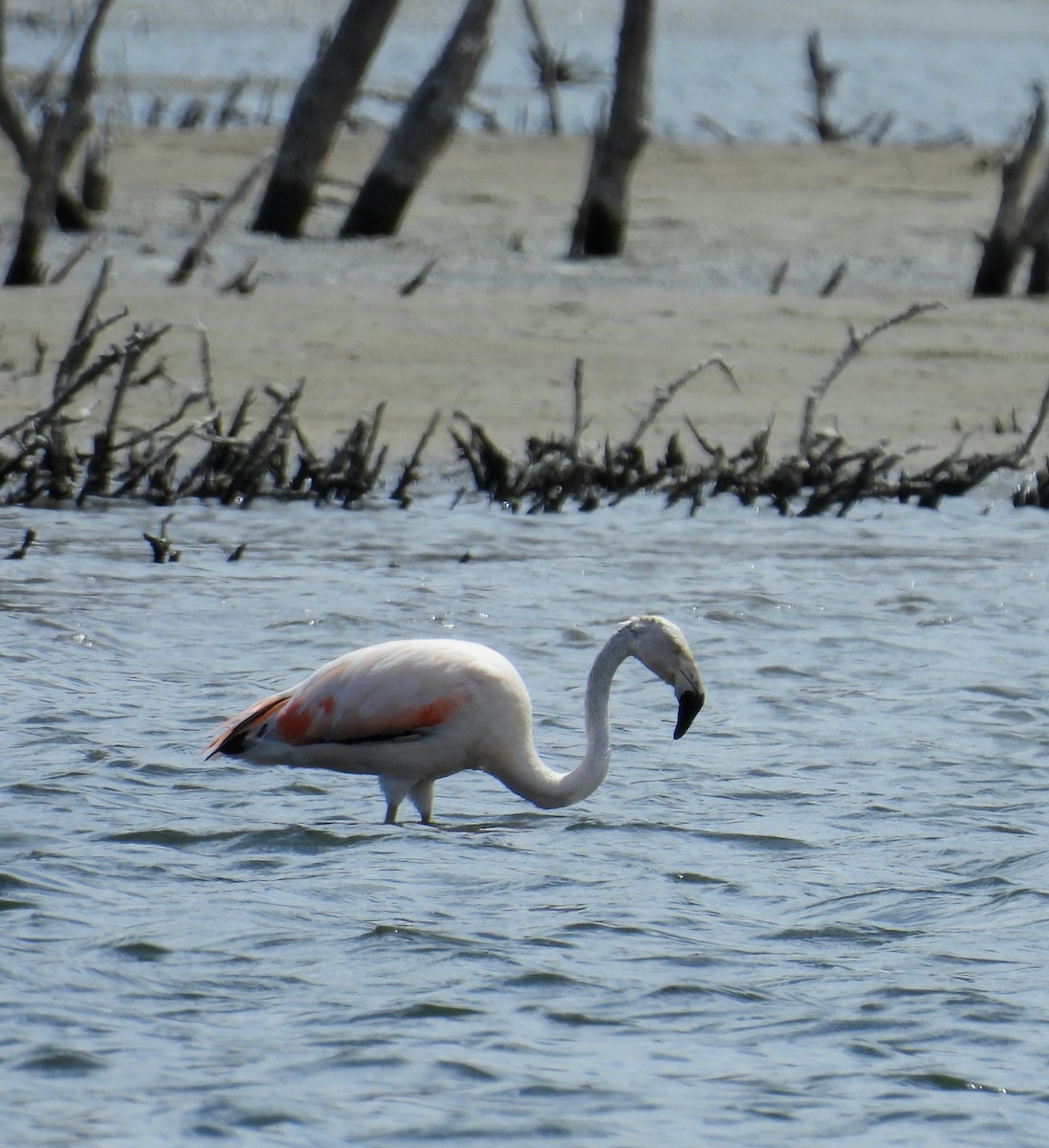 Chilean Flamingo - ML644371174