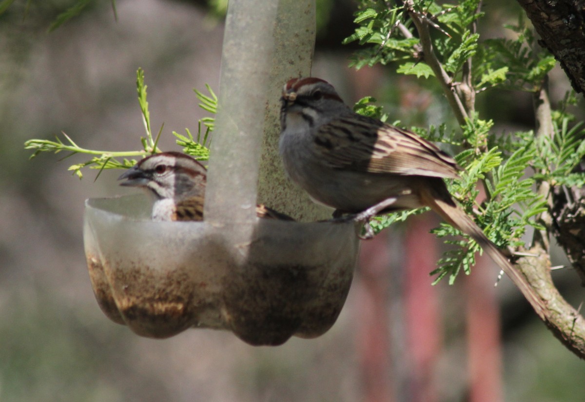 Chaco Sparrow - ML644371195
