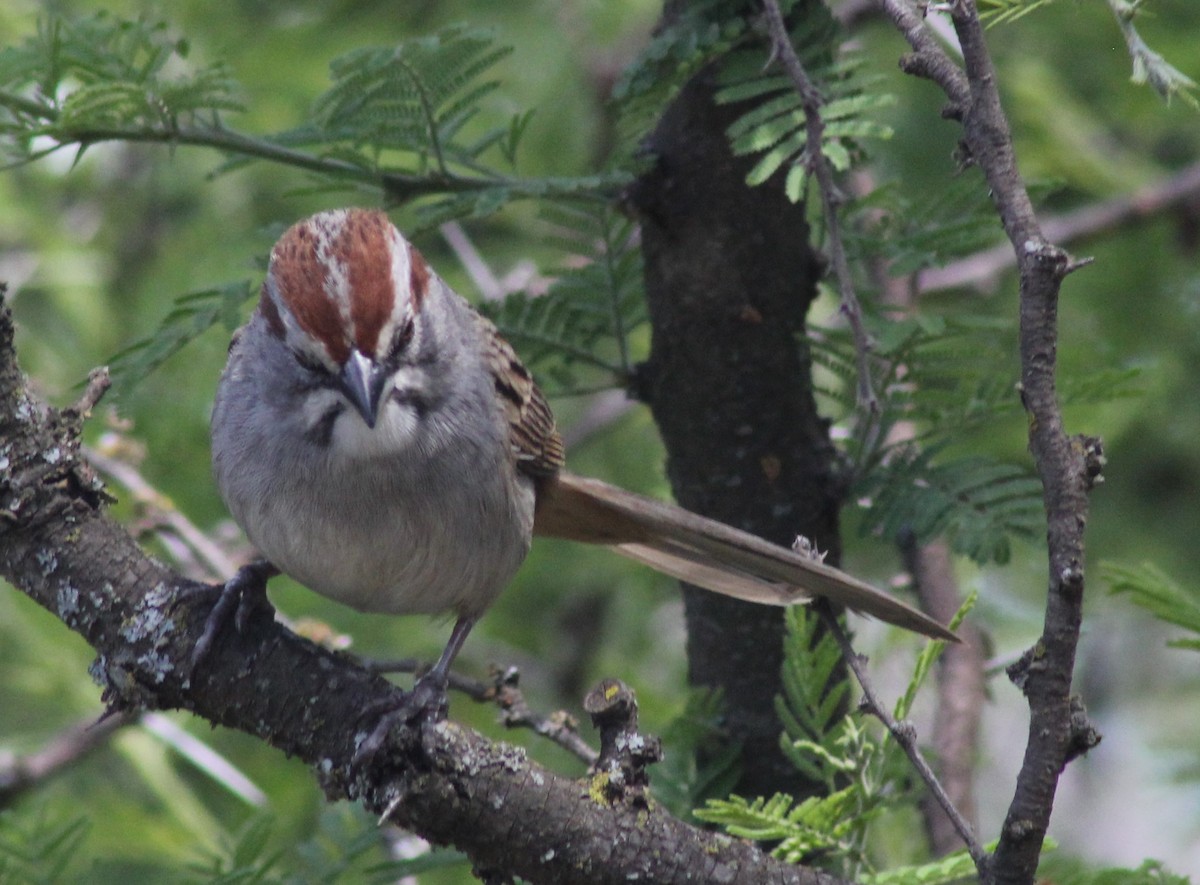 Chaco Sparrow - ML644371197