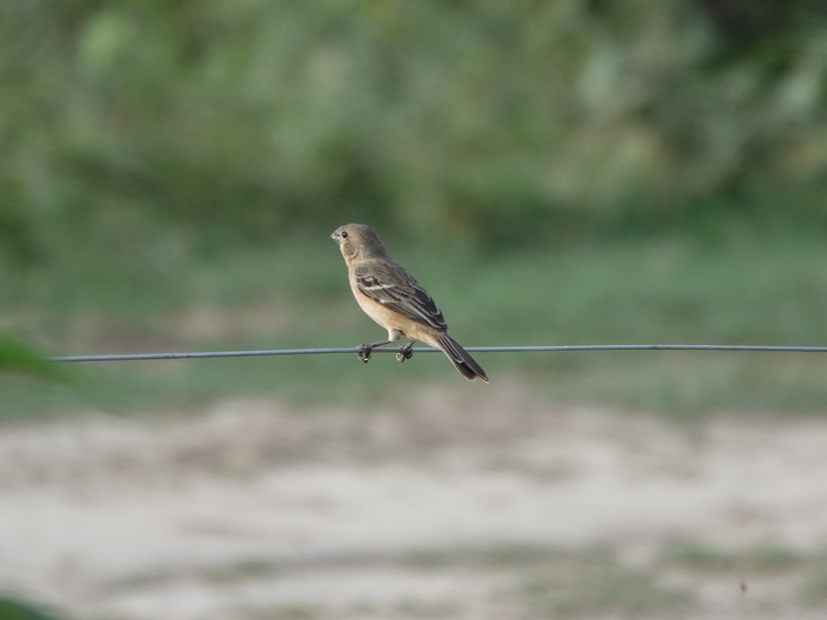 rustnakkefrøeter - ML644371203