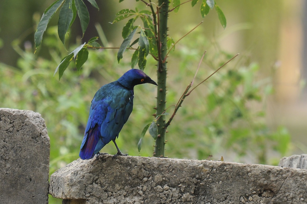 Purple Starling - ML644371215