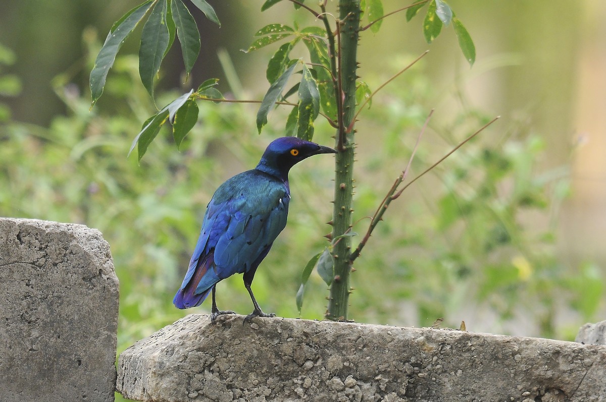 Purple Starling - ML644371216