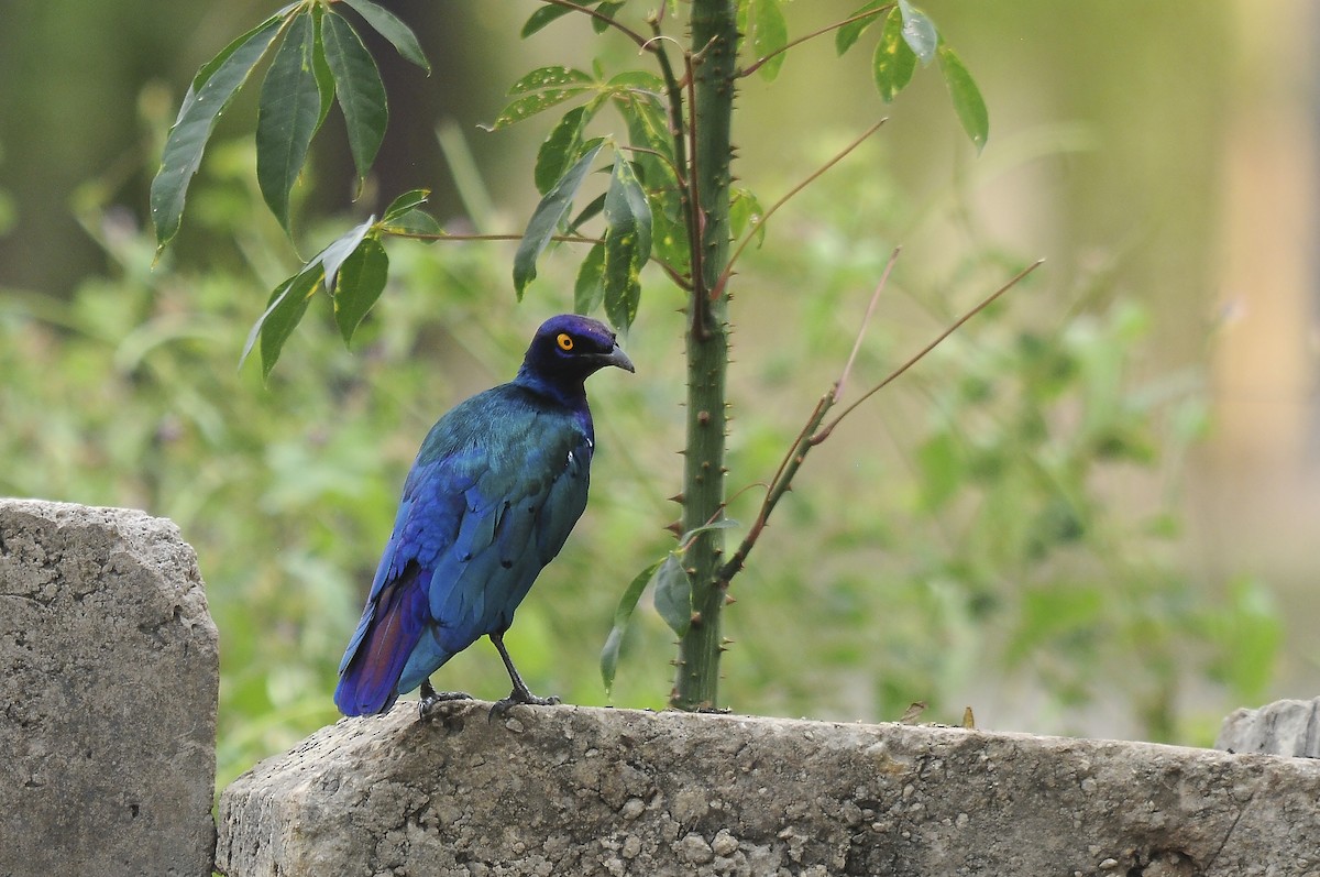Purple Starling - ML644371217