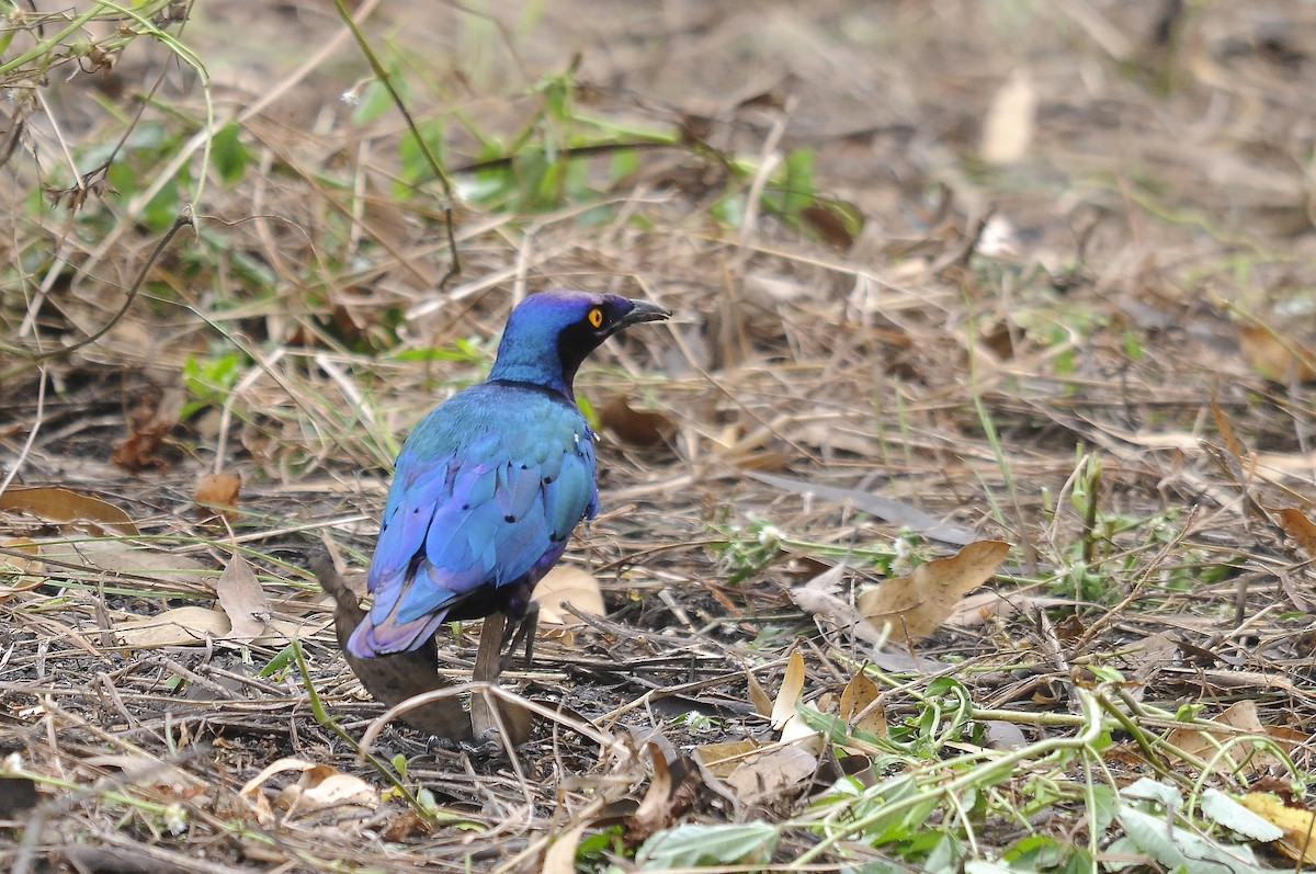 Purple Starling - ML644371218
