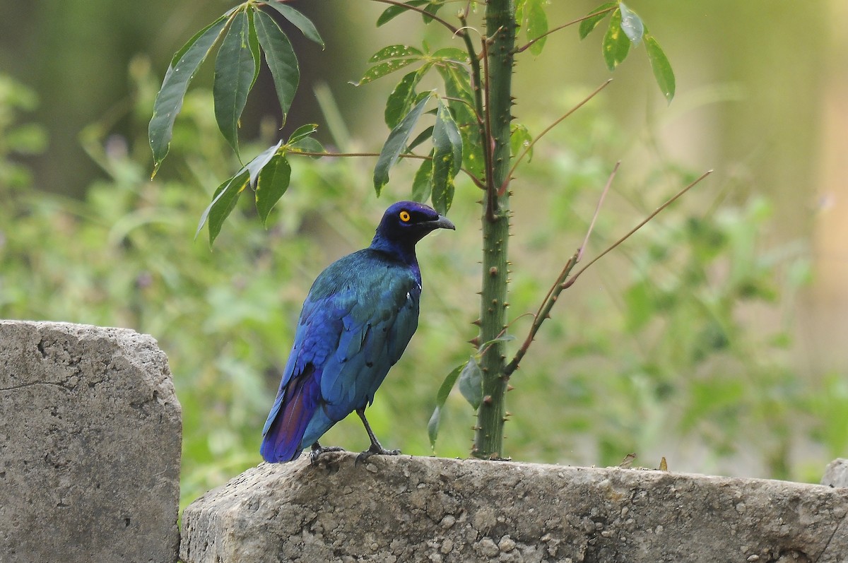 Purple Starling - ML644371219