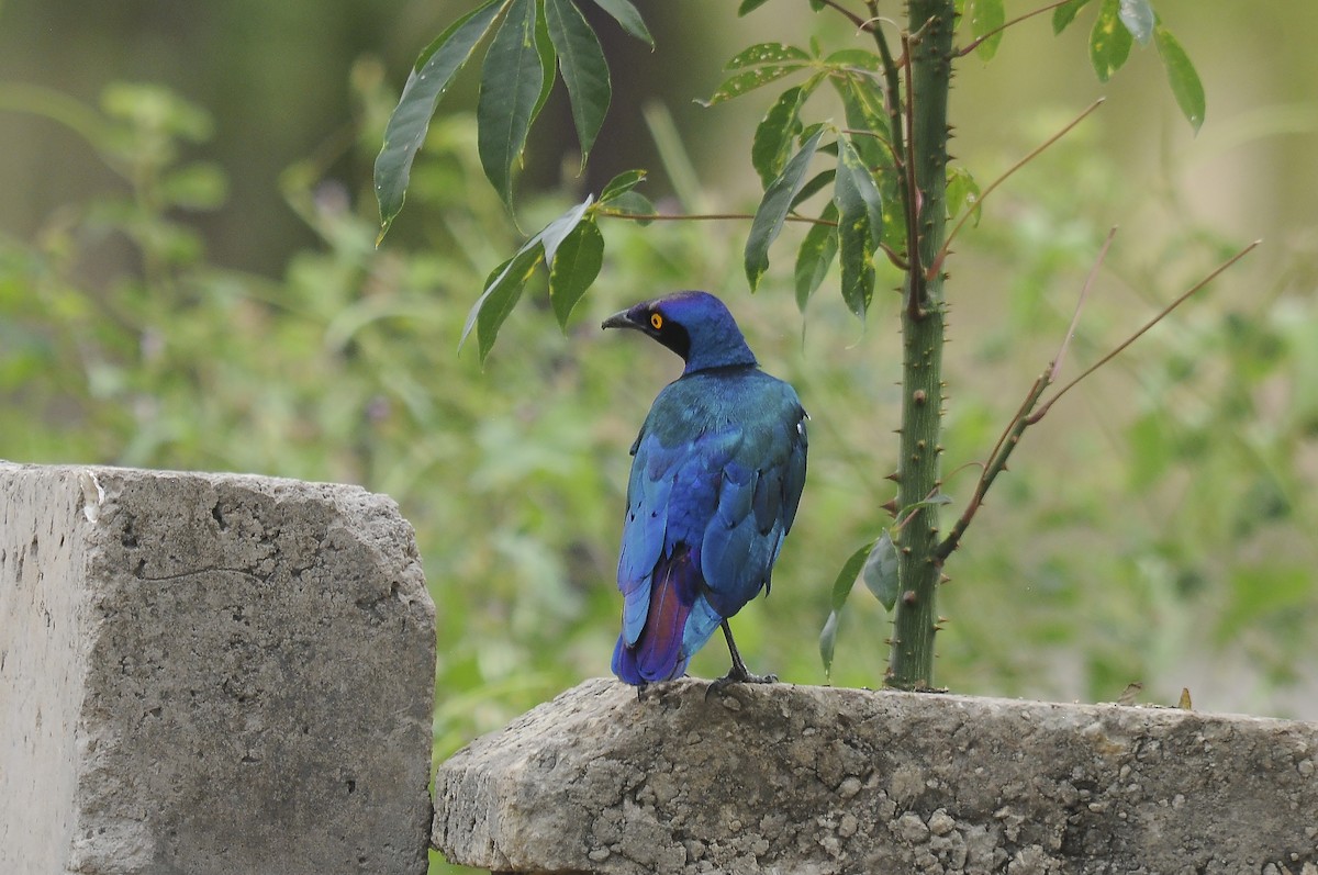 Purple Starling - ML644371220