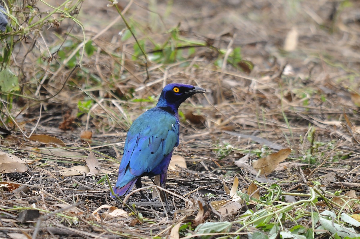Purple Starling - ML644371221