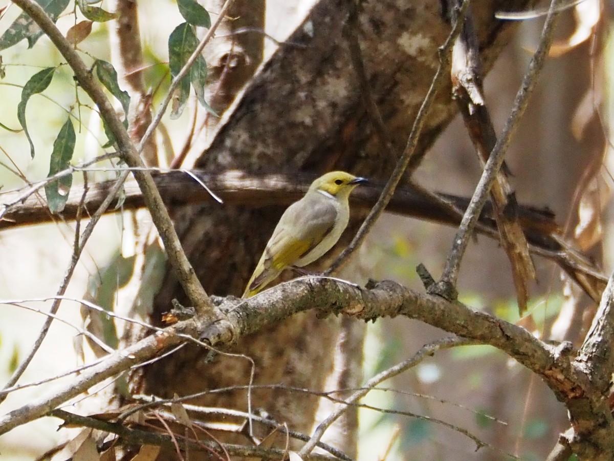 White-plumed Honeyeater - ML644371222