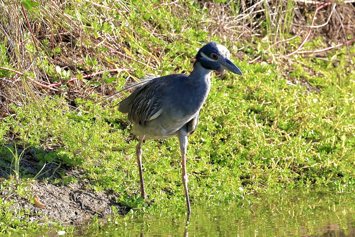 Sarı Tepeli Gece Balıkçılı - ML644371226