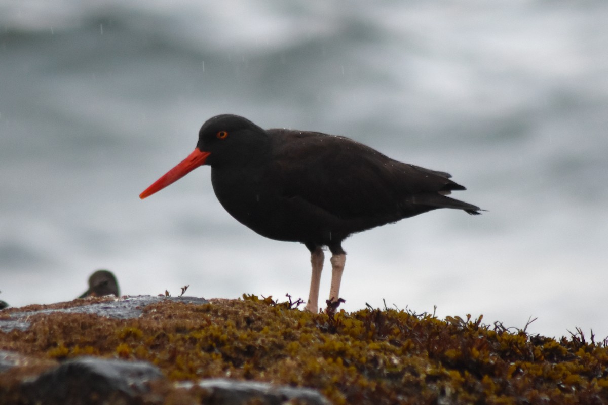 Чёрный кулик-сорока - ML644371228