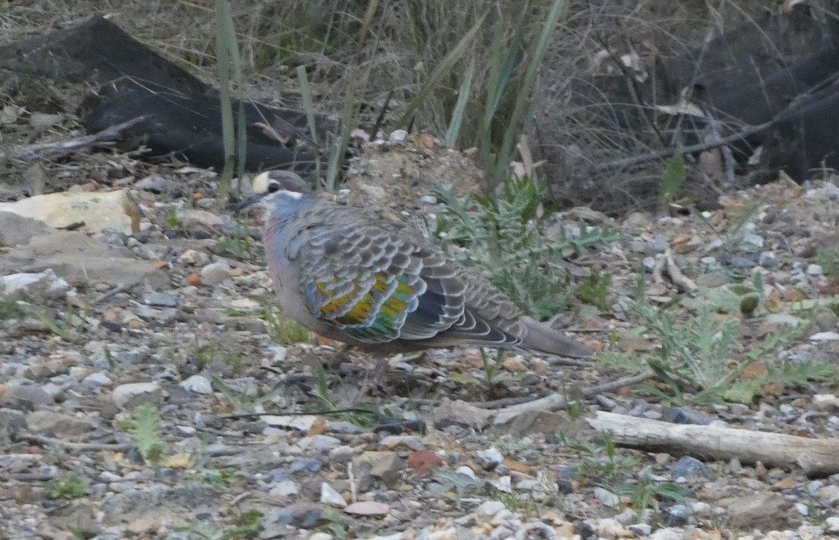 Common Bronzewing - ML644371231