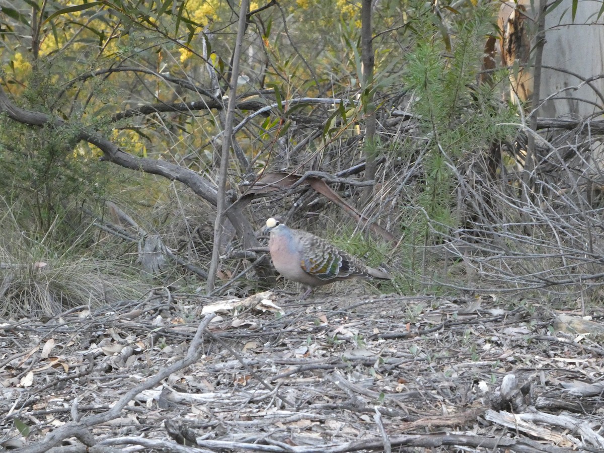 Common Bronzewing - ML644371235