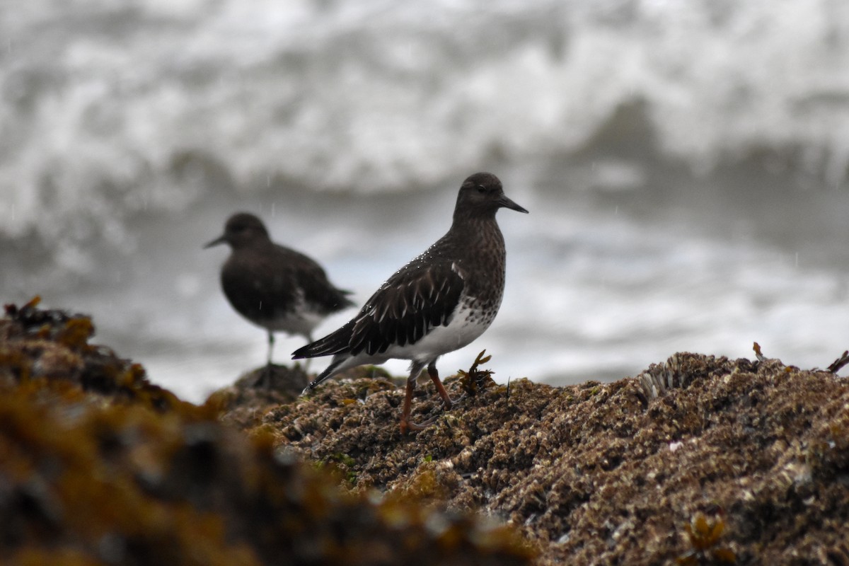 kamenáček černohlavý - ML644371238