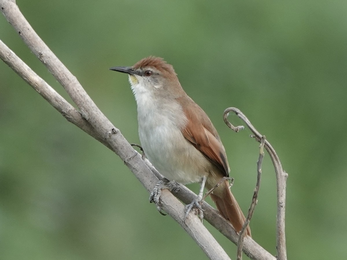 Gelbkinn-Riedschlüpfer - ML644371242