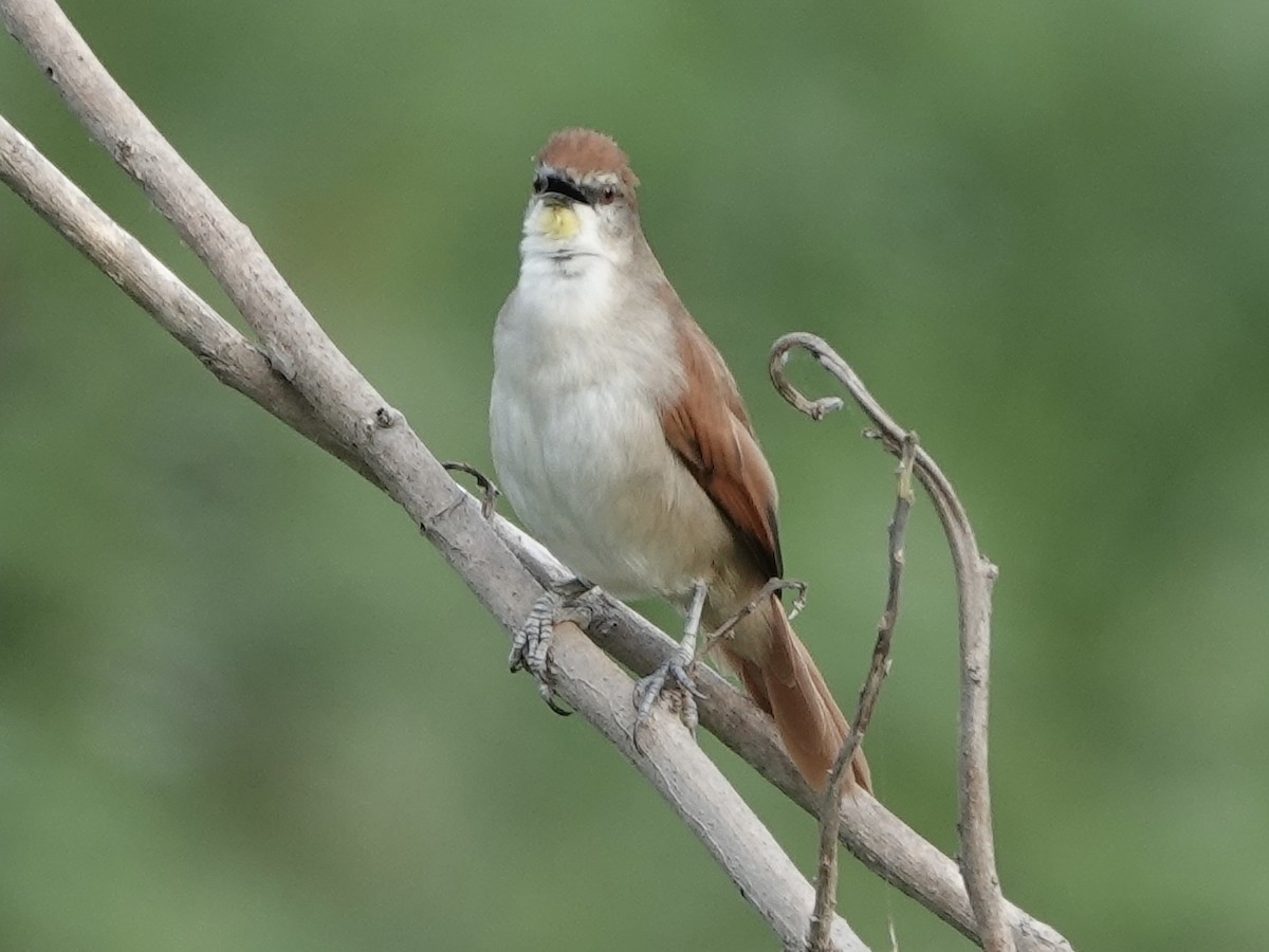 Gelbkinn-Riedschlüpfer - ML644371243