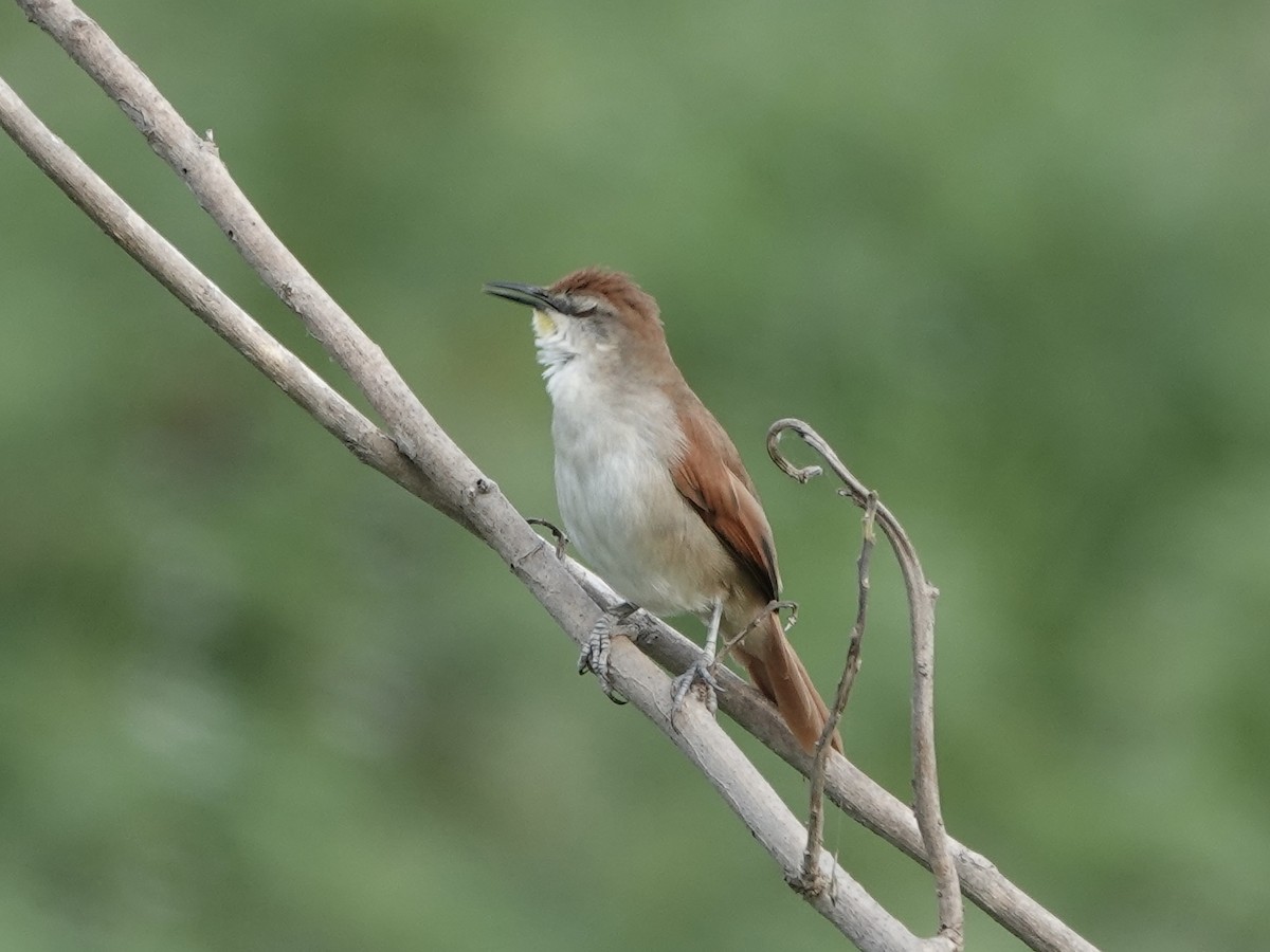 Gelbkinn-Riedschlüpfer - ML644371244