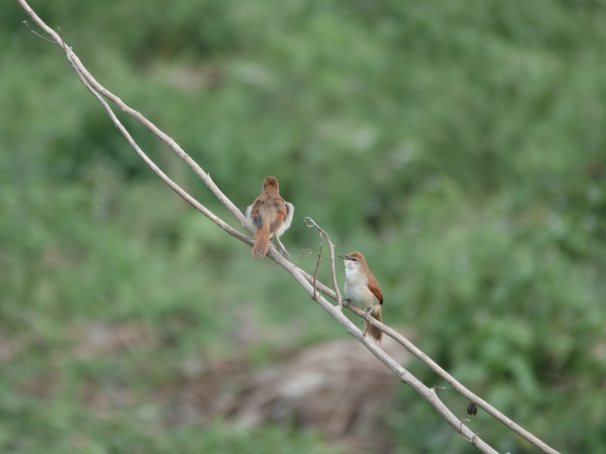 Gelbkinn-Riedschlüpfer - ML644371245