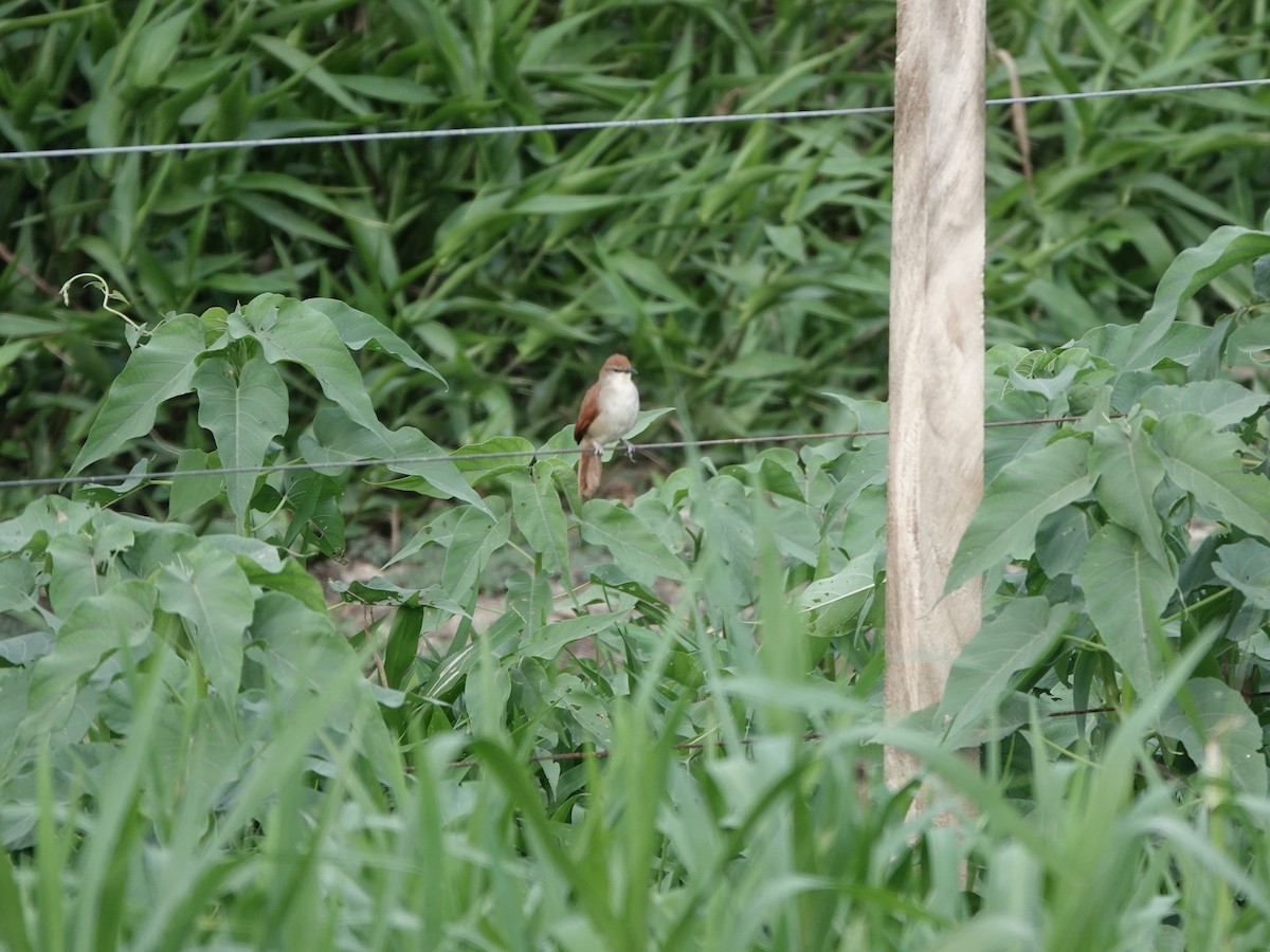 Gelbkinn-Riedschlüpfer - ML644371246