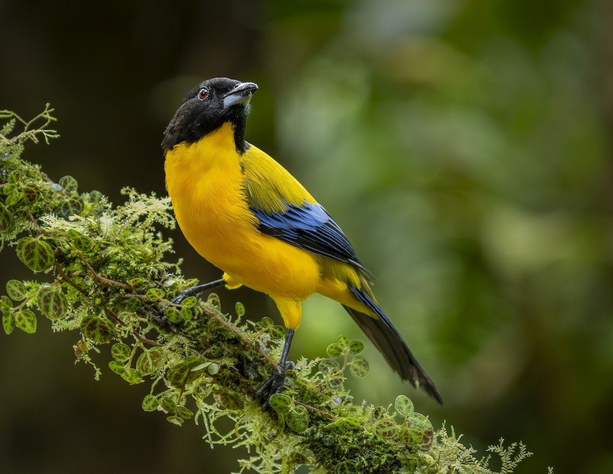 Black-chinned Mountain Tanager - ML644371247
