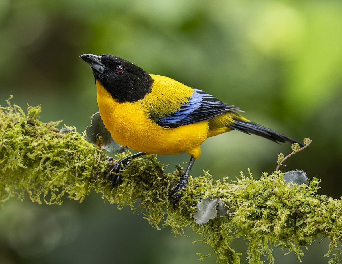 Black-chinned Mountain Tanager - ML644371248
