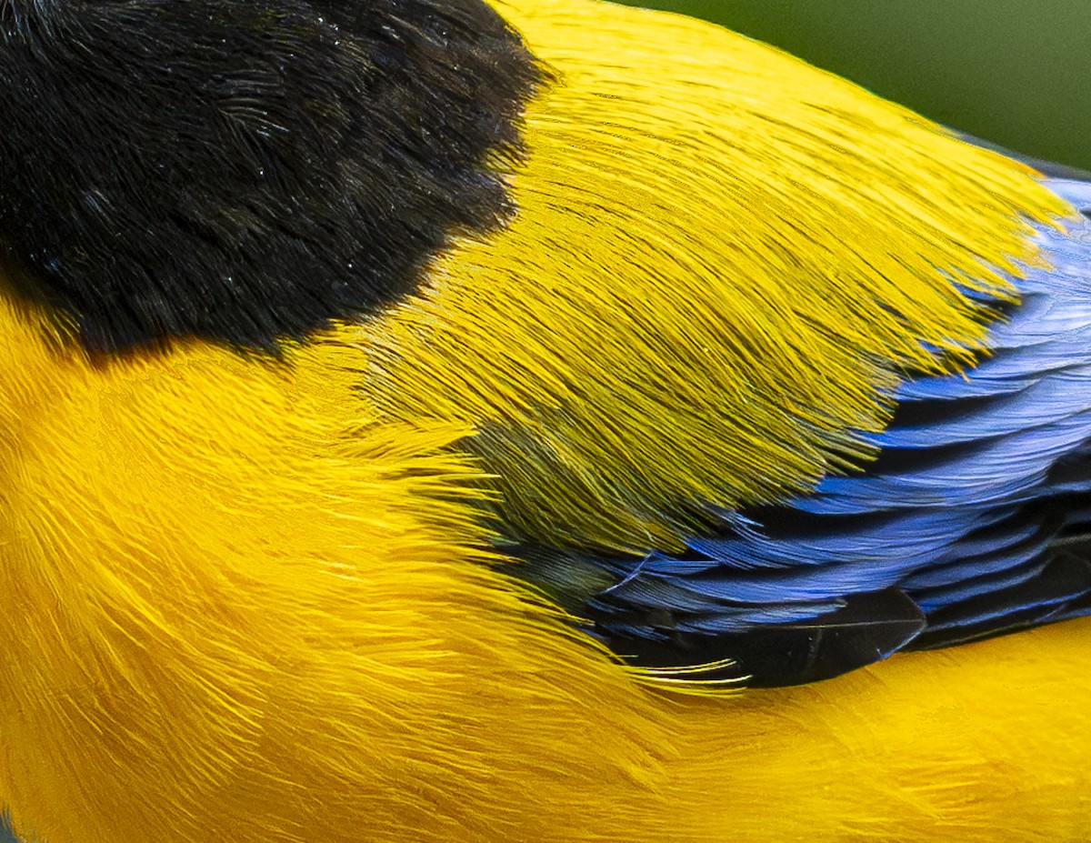 Black-chinned Mountain Tanager - ML644371249