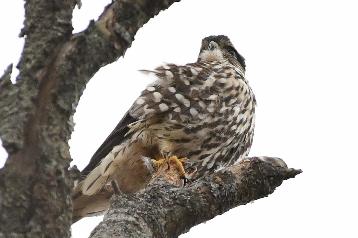 Хайргууна шонхор - ML644371257