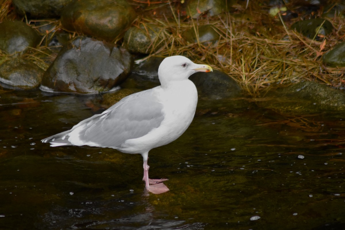 Glaucous-winged Gull - ML644371263